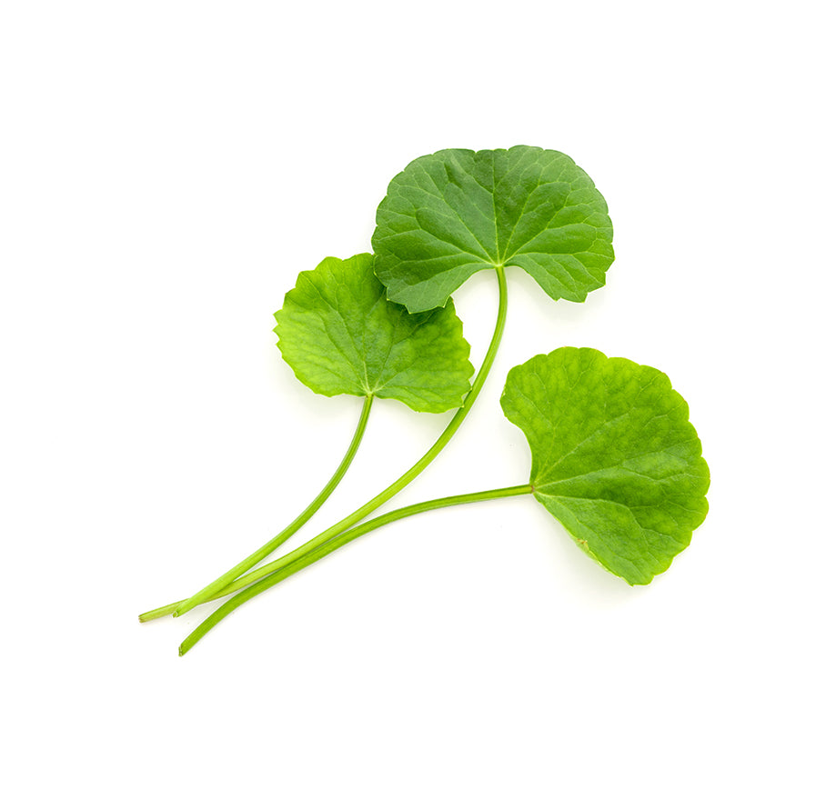 Gotu Kola